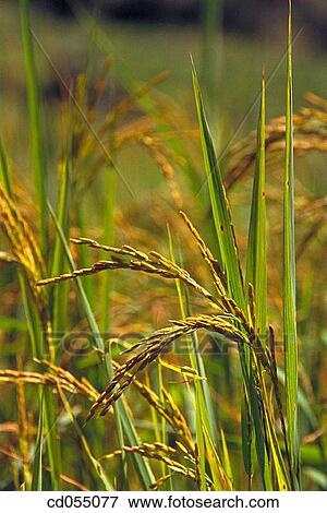 Rice field View Large Photo Image Stock Photo - Rice field. Fotosearch