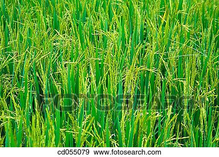 Rice field View Large Photo Image Stock Photo - Rice field. Fotosearch