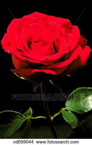 Picture - Rose. Fotosearch