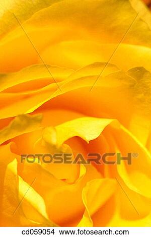 Rose View Large Photo Image Picture - Rose. Fotosearch