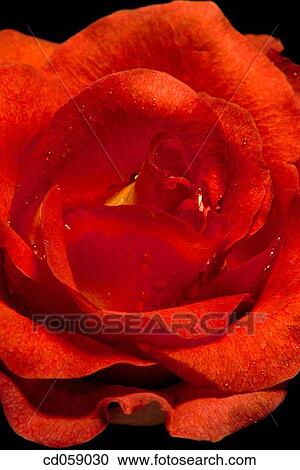Stock Image - Rose. Fotosearch