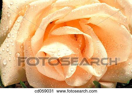 Rose View Large Photo Image Stock Image - Rose. Fotosearch