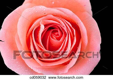 Rose View Large Photo Image Stock Image - Rose. Fotosearch