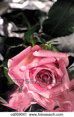 Rose View Large Photo Image Stock Image - Rose. Fotosearch