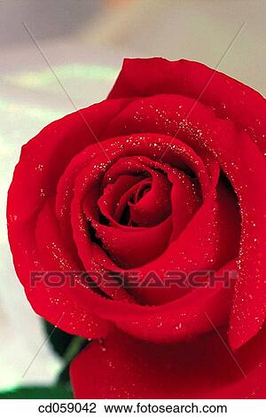 Rose View Large Photo Image Stock Image - Rose. Fotosearch