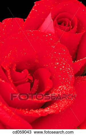Stock Image - Rose. Fotosearch