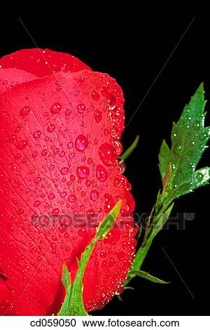 Rose View Large Photo Image Stock Image - Rose. Fotosearch
