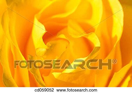 Rose View Large Photo Image Stock Image - Rose. Fotosearch