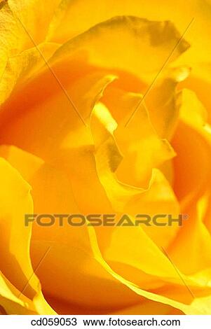 Rose View Large Photo Image Stock Image - Rose. Fotosearch