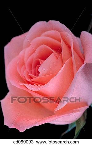 Rose View Large Photo Image Stock Image - Rose. Fotosearch