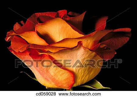 Rose View Large Photo Image Stock Photo - Rose. Fotosearch