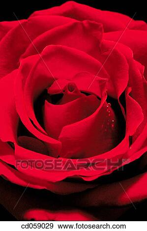Rose View Large Photo Image Stock Photo - Rose. Fotosearch
