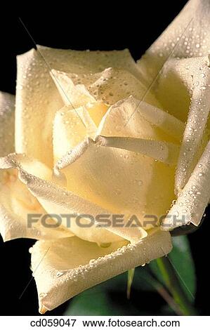 Stock Photo - Rose. Fotosearch