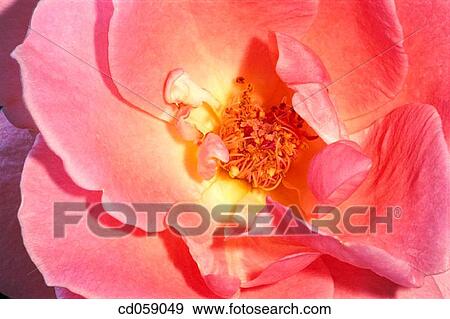 Stock Photo - Rose. Fotosearch