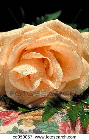Stock Photo - Rose. Fotosearch