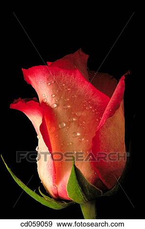 Rose View Large Photo Image Stock Photo - Rose. Fotosearch