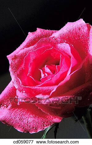 Rose View Large Photo Image Stock Photo - Rose. Fotosearch