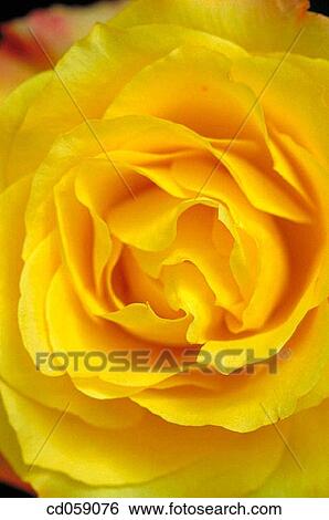 Rose View Large Photo Image Stock Photograph - Rose. Fotosearch