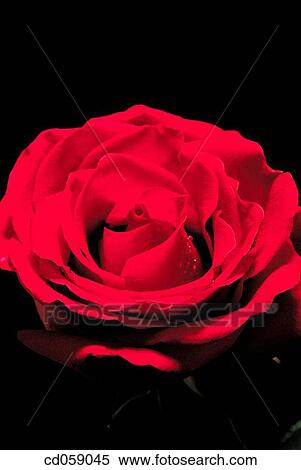 Rose View Large Photo Image Stock Photography - Rose. Fotosearch