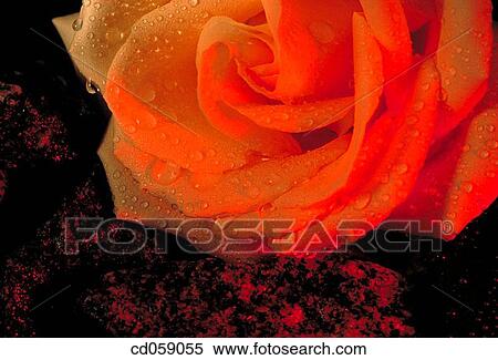Rose View Large Photo Image Stock Photography - Rose. Fotosearch