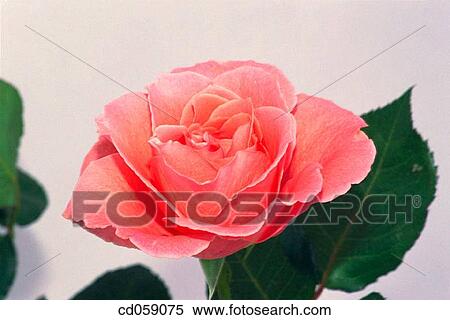 Rose View Large Photo Image Stock Photography - Rose. Fotosearch
