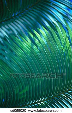 Sago leaves View Large Photo Image Stock Image - Sago leaves. Fotosearch