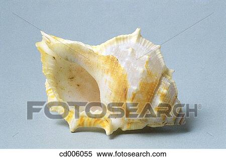 Sea shell View Large Photo Image Stock Photography - Sea shell. Fotosearch