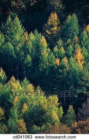 Stock Image - Sierra de Abodi. Aezcoa Valley. Navarre. Spain. Fotosearch