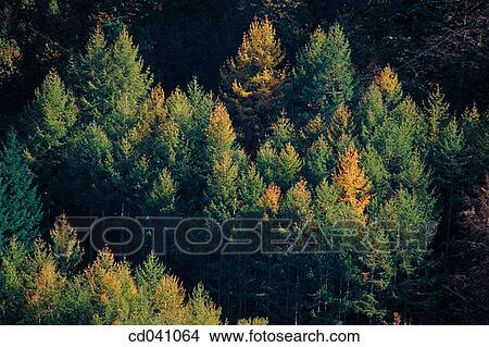 Sierra de Abodi. Valle de Aezcoa. Navarre. Spain View Large Photo Image Picture - Sierra de Abodi. Valle de Aezcoa. Navarre. Spain. Fotosearch