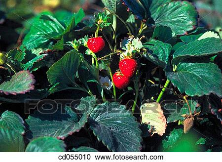 Strawberries View Large Photo Image Stock Image - Strawberries. Fotosearch