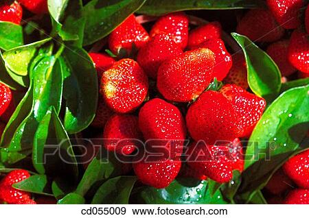 Strawberries View Large Photo Image Stock Photo - Strawberries. Fotosearch