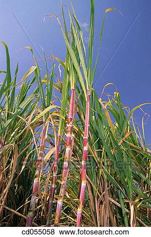 Stock Photo - Sugar cane field. Dungarpur. Rajasthan. India. Fotosearch