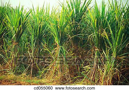Stock Image - Sugar cane field. Punjab. India. Fotosearch