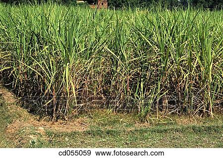 Stock Photo - Sugar cane field. Uttar Praddesh. India. Fotosearch