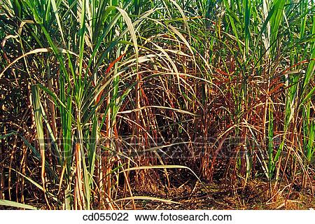 Sugar cane field. Uttar Pradesh. India View Large Photo Image Stock Image - Sugar cane field. Uttar Pradesh. India. Fotosearch