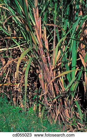 Sugar cane. Karnataka. India View Large Photo Image Stock Image - Sugar cane. Karnataka. India. Fotosearch