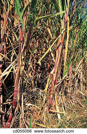 Sugar cane. Nashik. Maharashtra. India View Large Photo Image Stock Photograph - Sugar cane. Nashik. Maharashtra. India. Fotosearch
