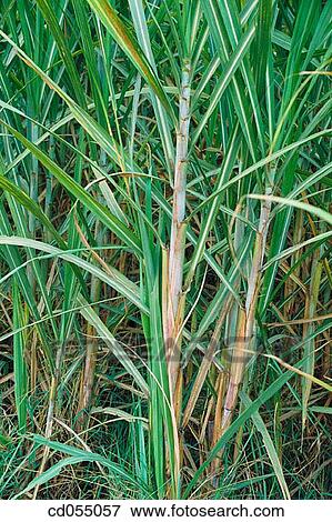 Sugar cane. Punjab. India View Large Photo Image Stock Photo - Sugar cane. Punjab. India. Fotosearch