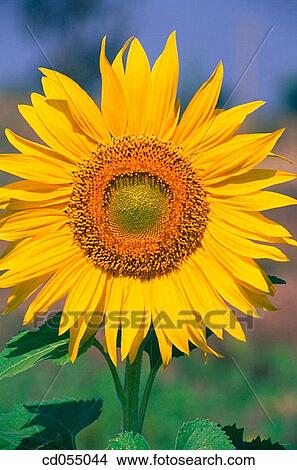 Sunflower. Solapur. Maharashtra. India View Large Photo Image Picture - Sunflower. Solapur. Maharashtra. India. Fotosearch