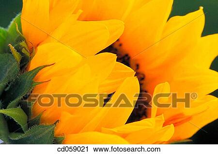 Sunflower View Large Photo Image Stock Image - Sunflower. Fotosearch