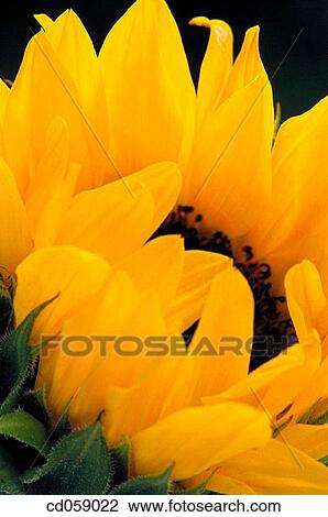 Stock Image - Sunflower. Fotosearch