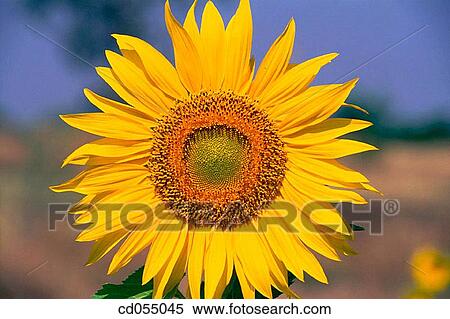 Sunflower View Large Photo Image Stock Photography - Sunflower. Fotosearch