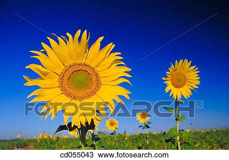 Sunflowers View Large Photo Image Stock Image - Sunflowers. Fotosearch