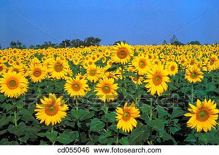 Sunflowers View Large Photo Image Stock Photograph - Sunflowers. Fotosearch
