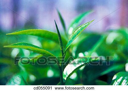 Tea. Assam. India View Large Photo Image Stock Image - Tea. Assam. India. Fotosearch
