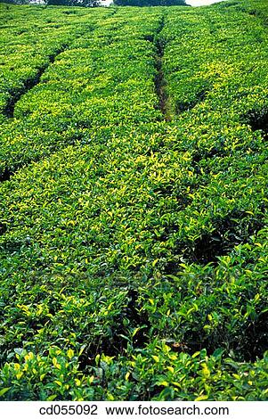Stock Image - Tea drop. Munnar. Kerala. India. Fotosearch