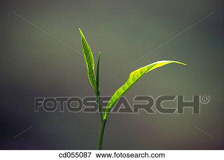 Stock Photo - Tea. Fotosearch
