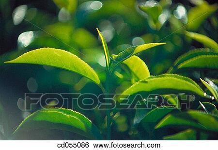 Tea View Large Photo Image Stock Photograph - Tea. Fotosearch