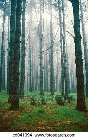 Picture - Tenerife. Canary Islands. Spain. Fotosearch
