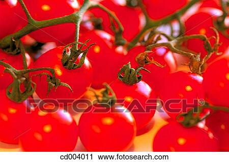 Tomatoes View Large Photo Image Stock Image - Tomatoes. Fotosearch
